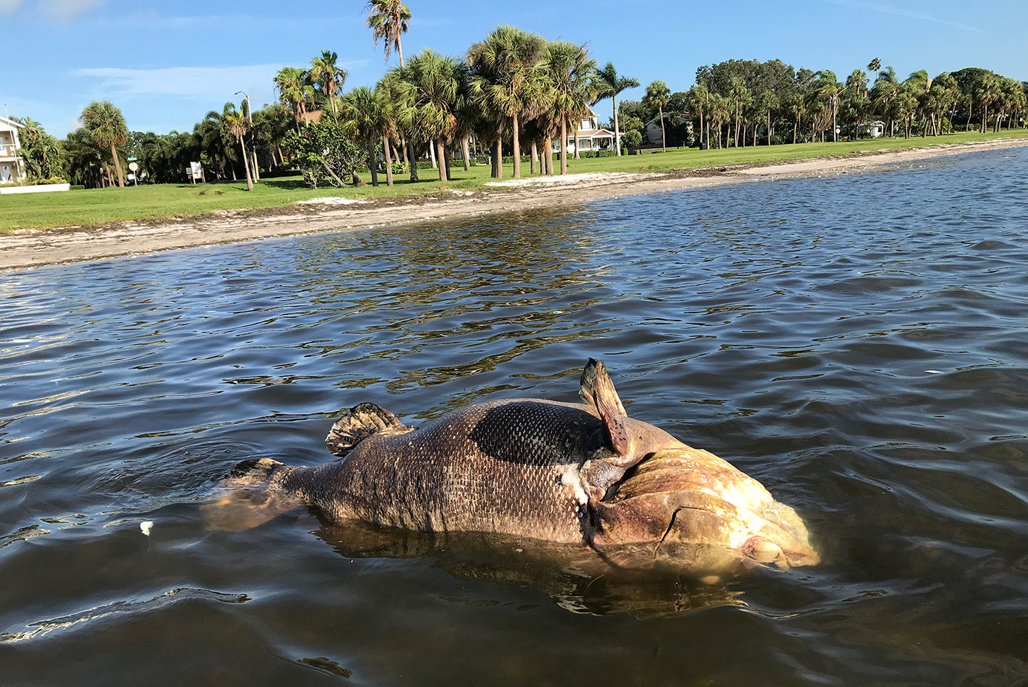Dead Goliath grouper floating in Tampa Bay