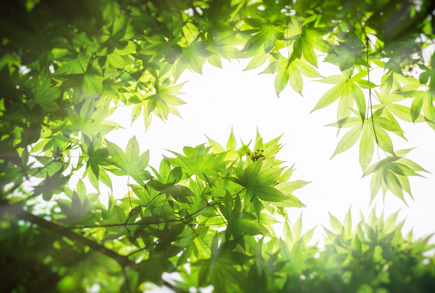 Maple leaves, backlit.