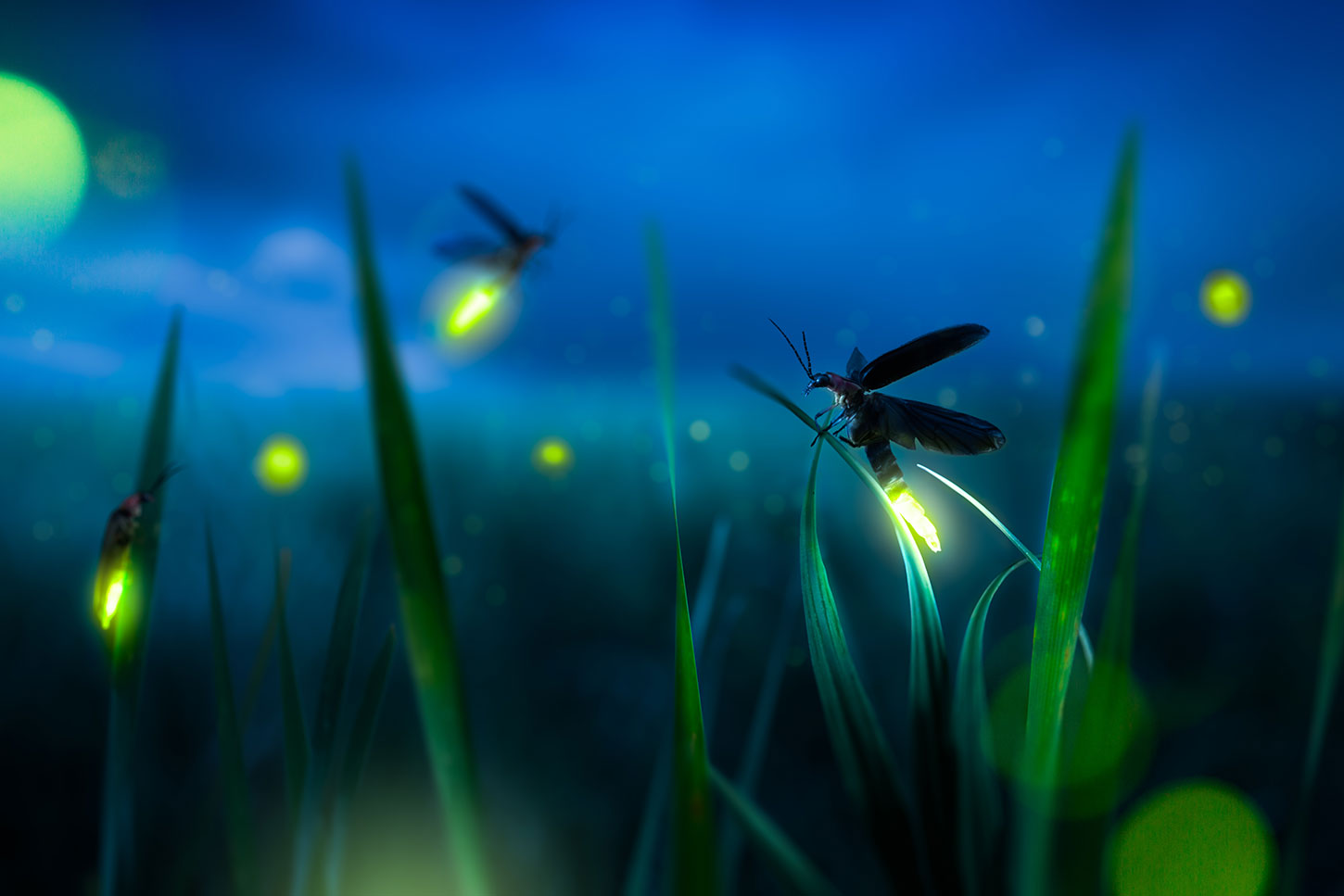 Lightning bugs