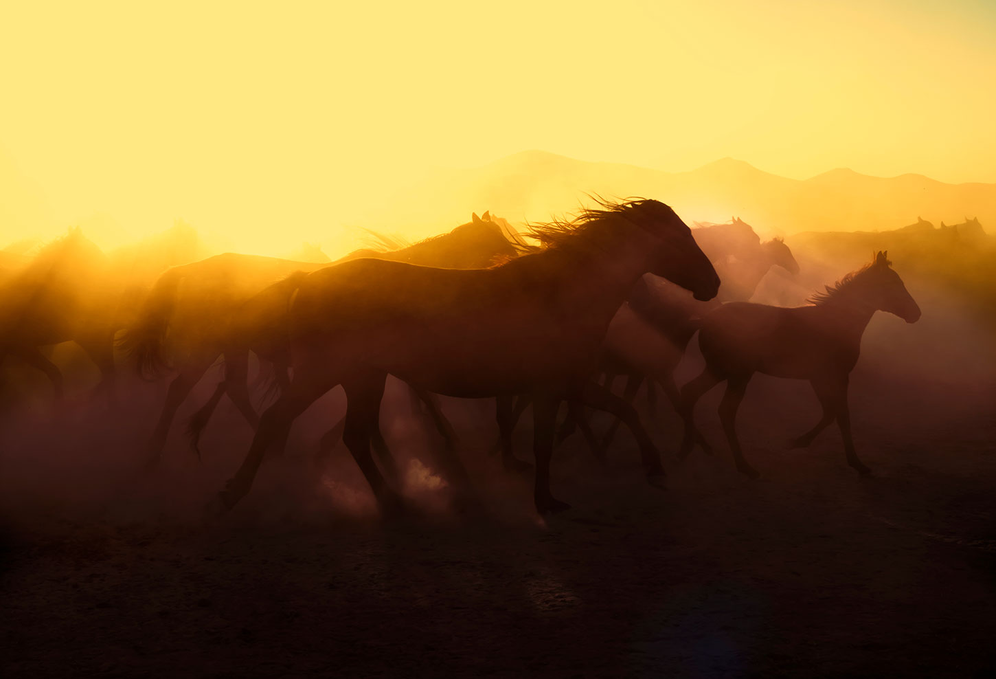 Mustangs at sunset