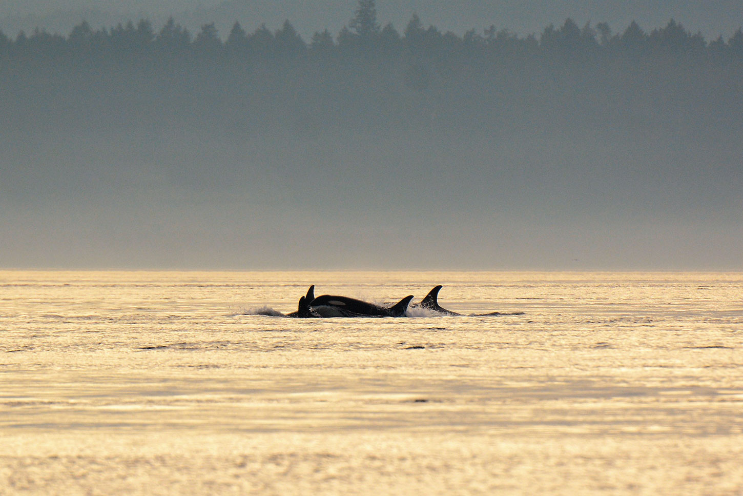 Orcas in sunlit water