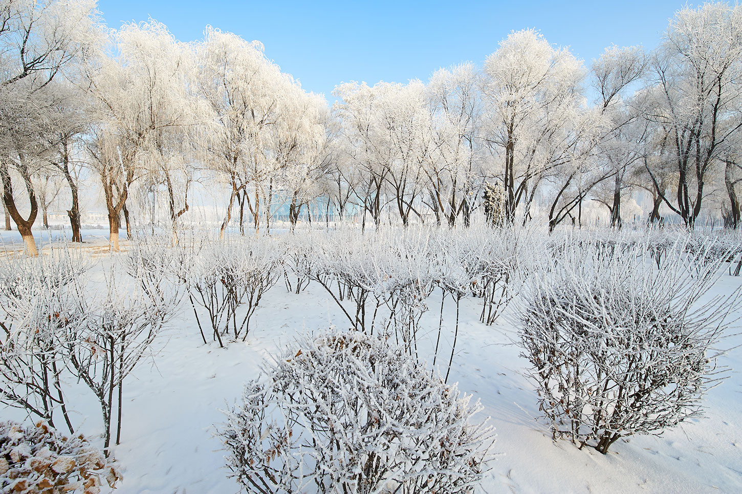 Snowy trees and shrubs