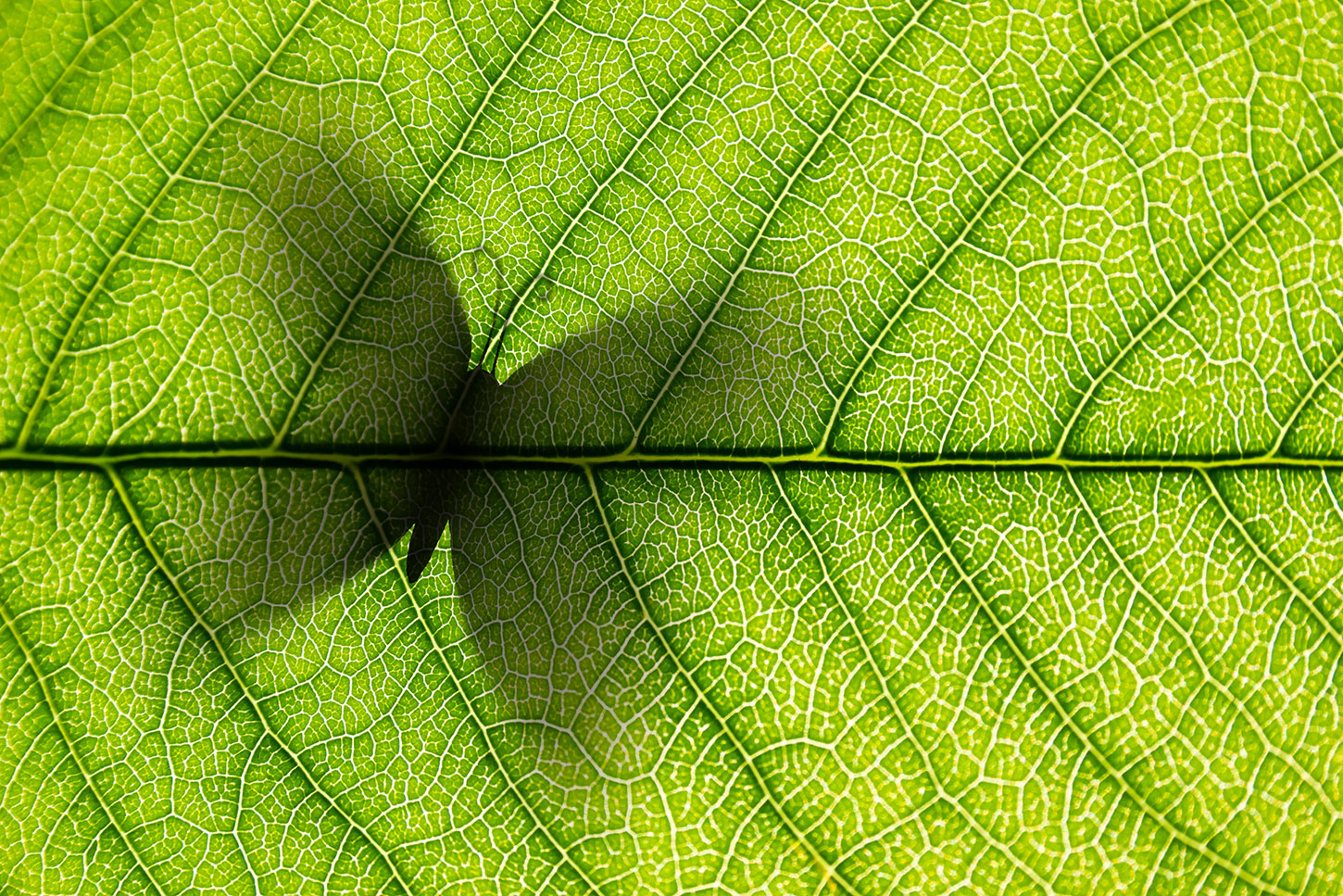 Butterfly shadow seen through leaf