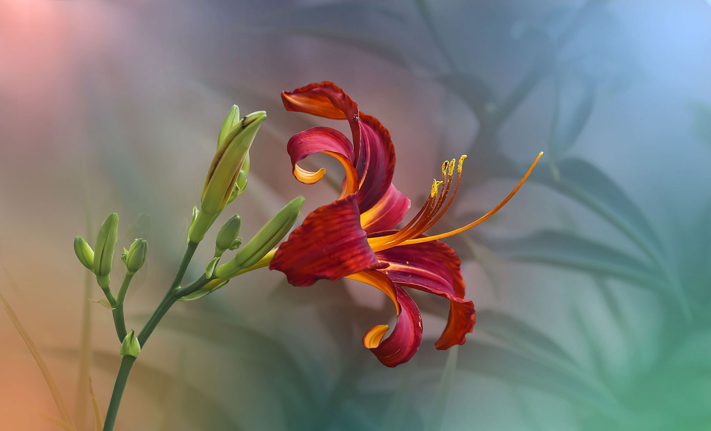 Daylily