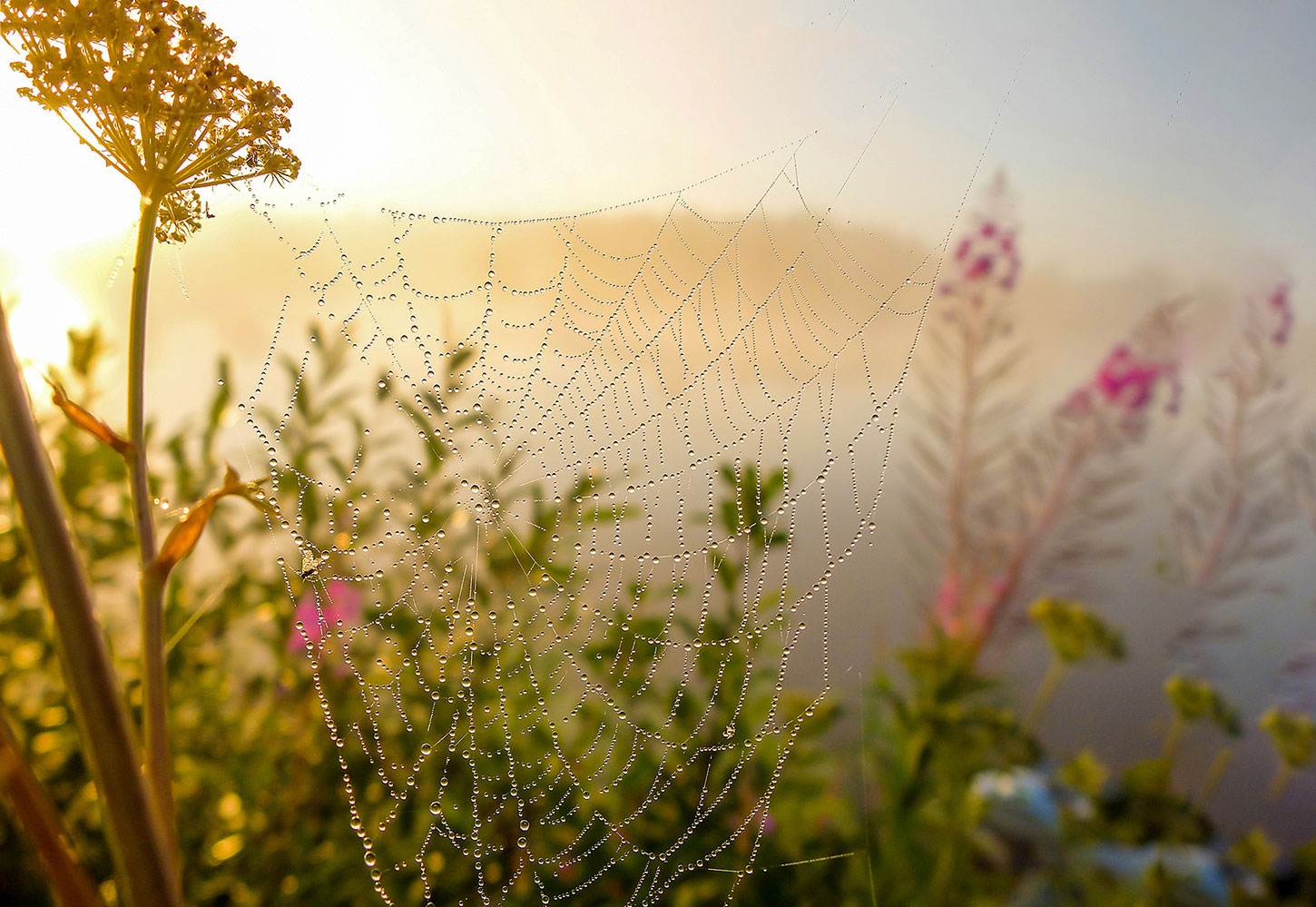 Spider web with dew in morning light