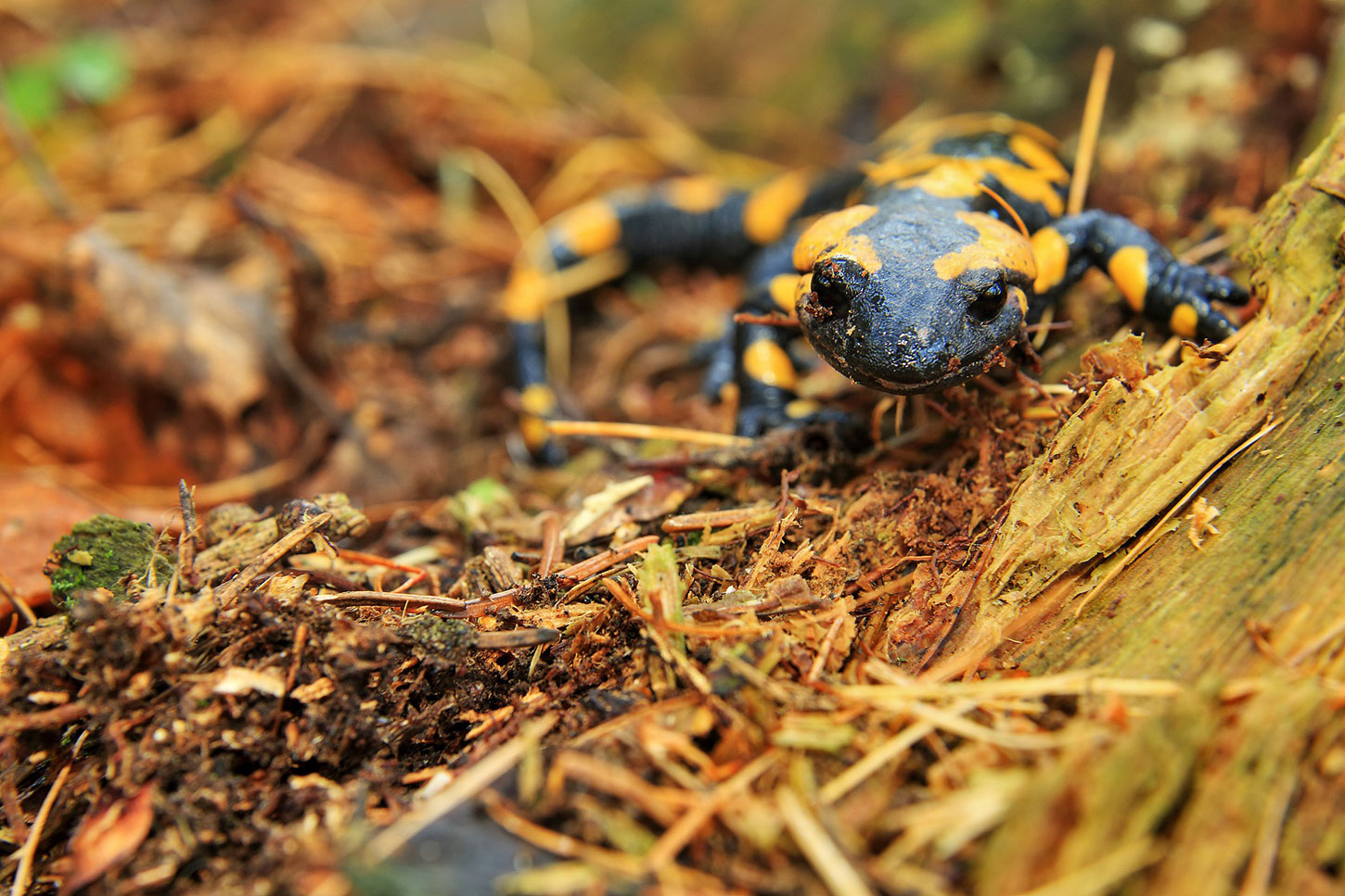 Tiger salamander in duff