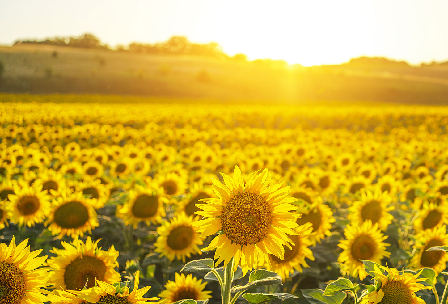 Sunflower field late afternoon with hills