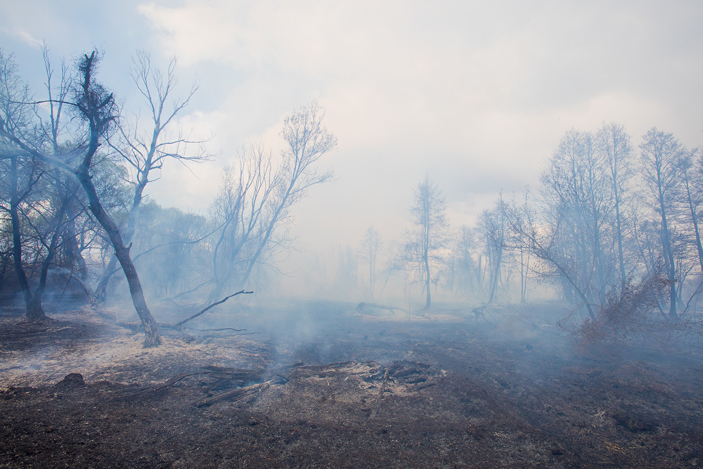 Burned trees