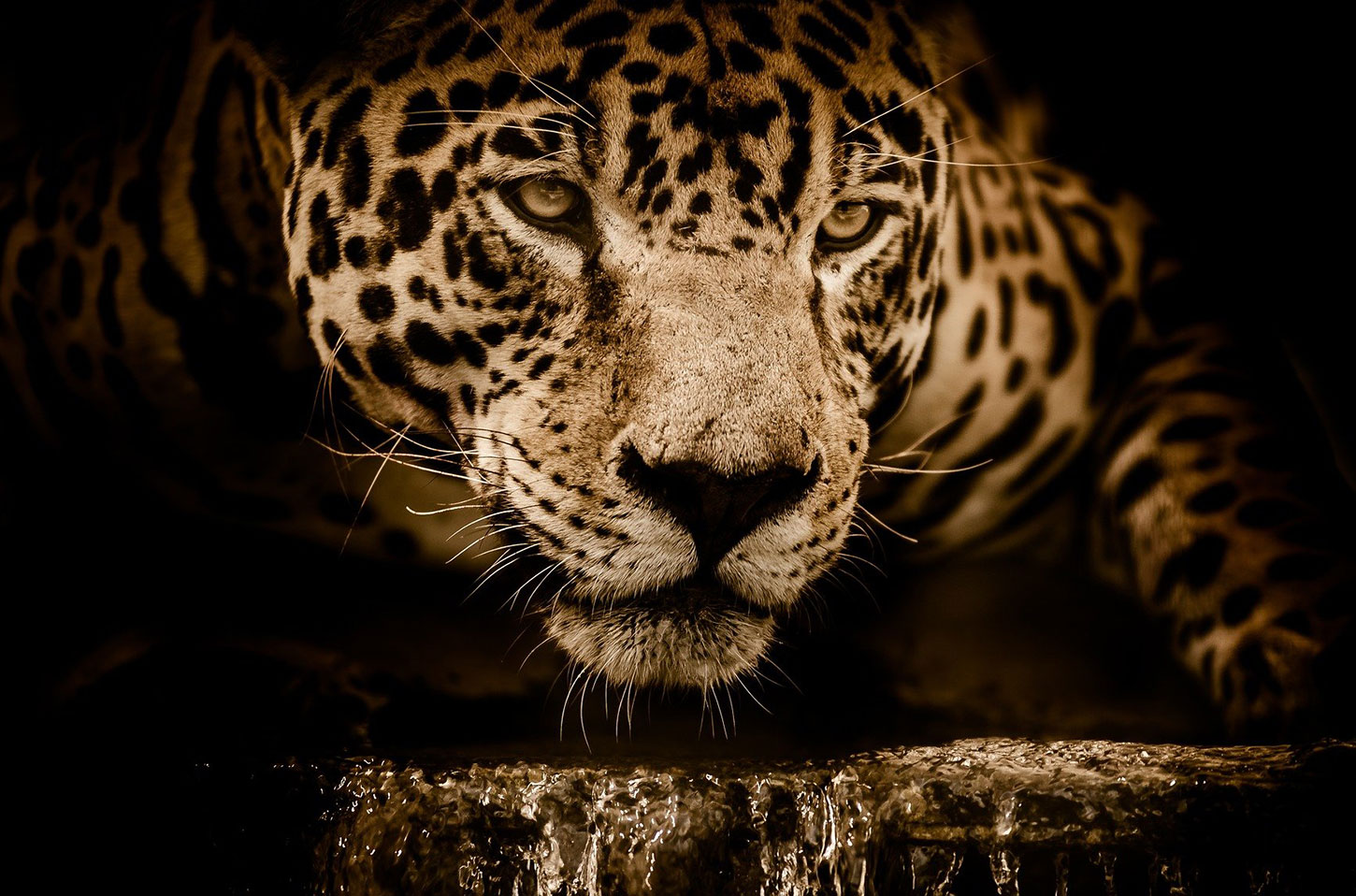 Jaguar