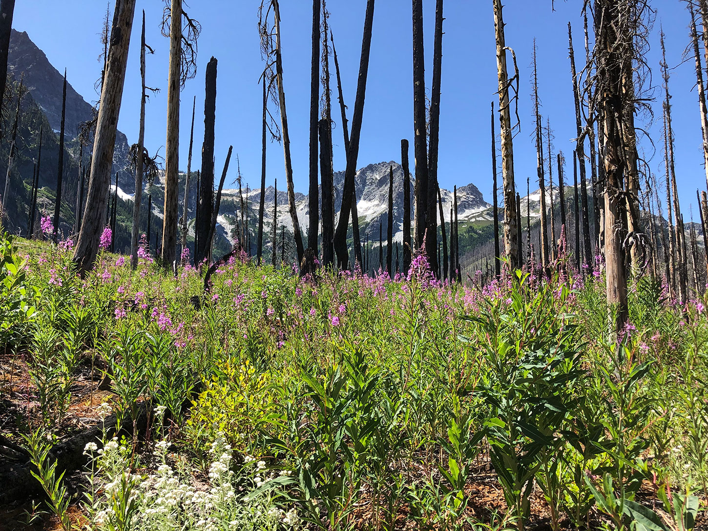 Fireweed in the burned tree remains of Buck Creek