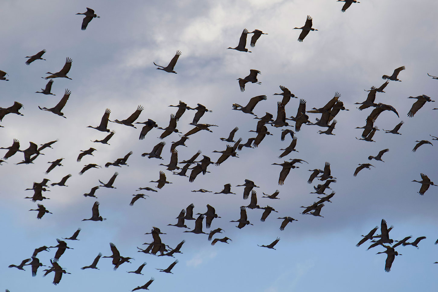 Sandhill cranes in flight