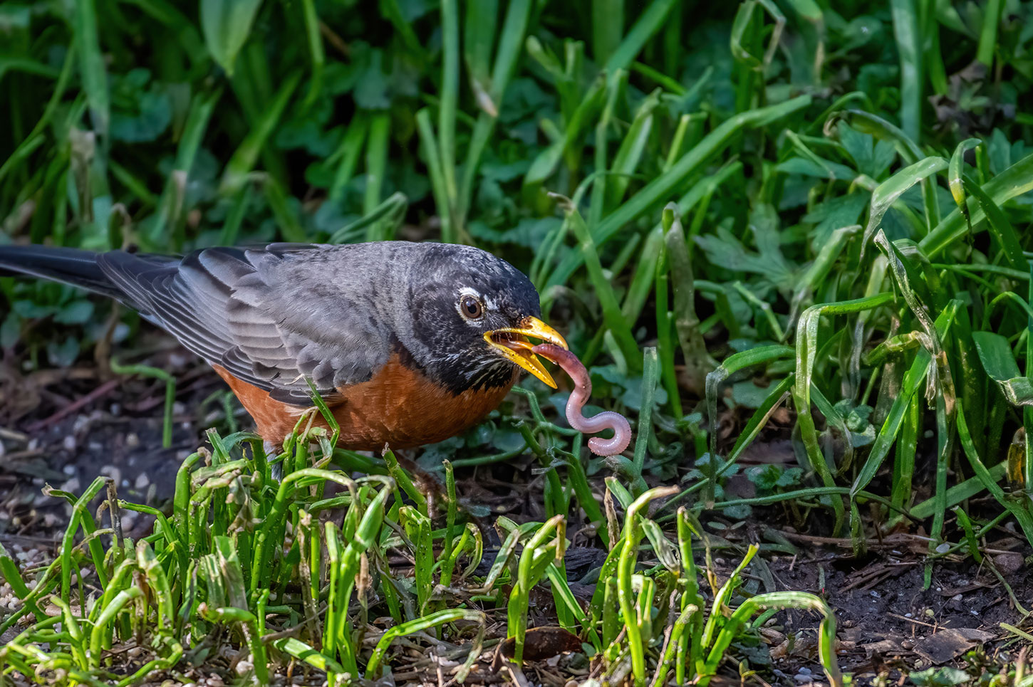 Robin with earthworm