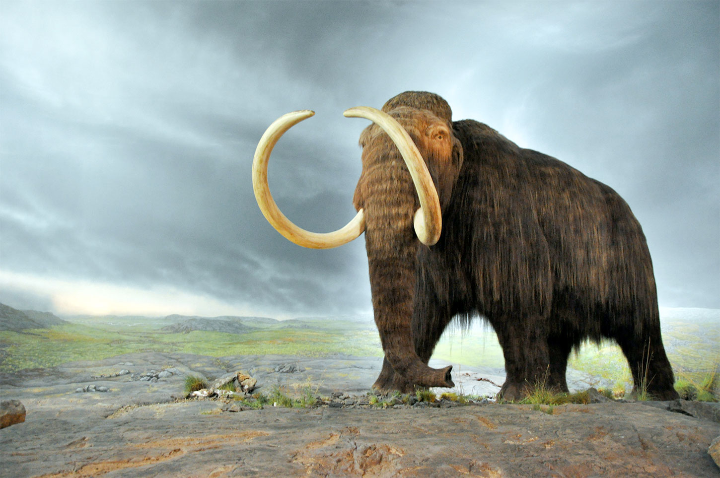 Woolly mammoth at Royal BC Museum