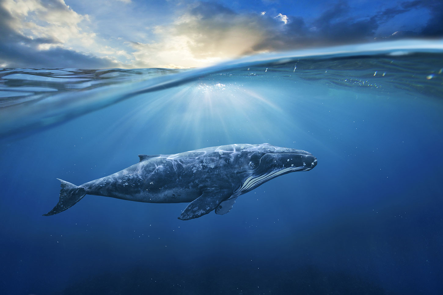 Whale under water
