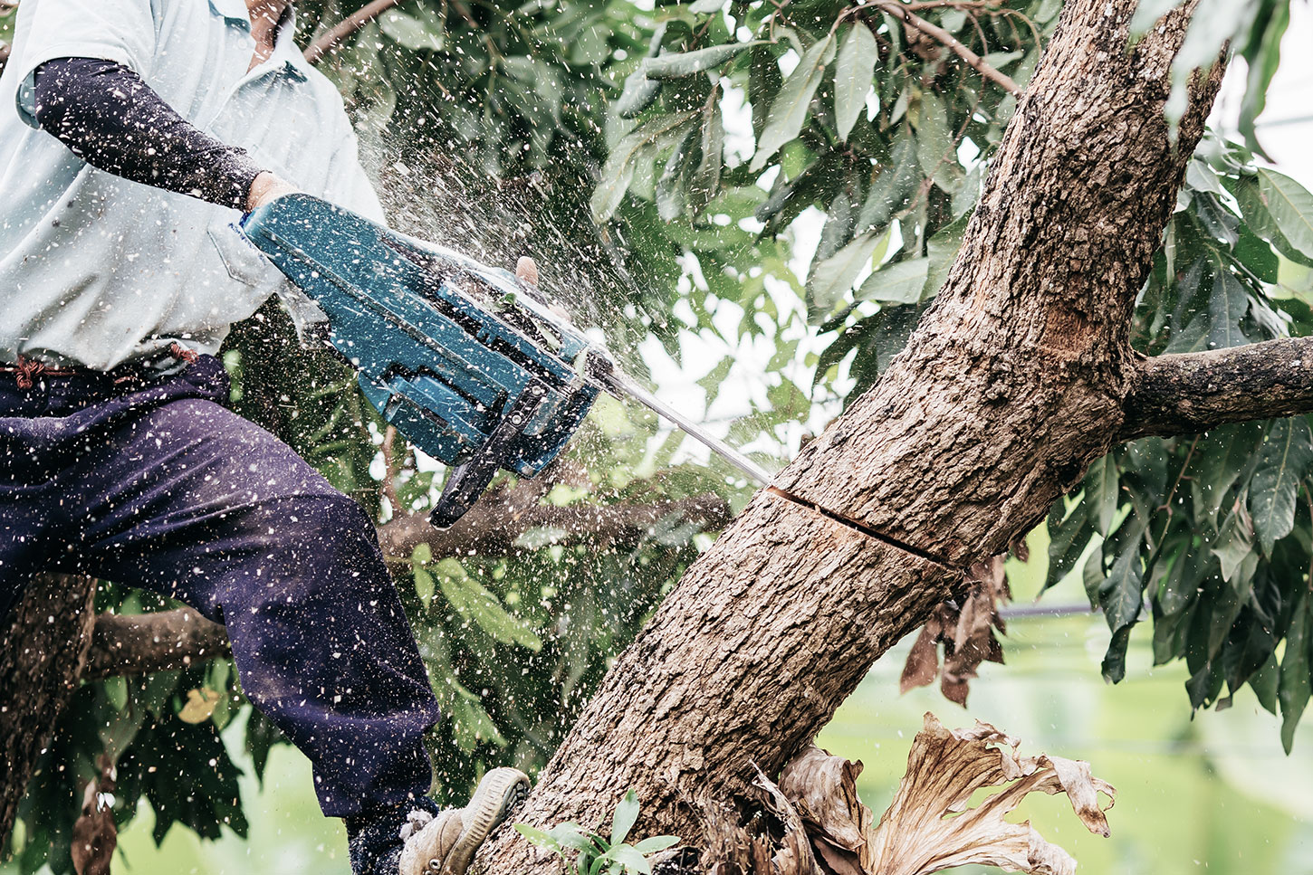 Man chainsawing a tree