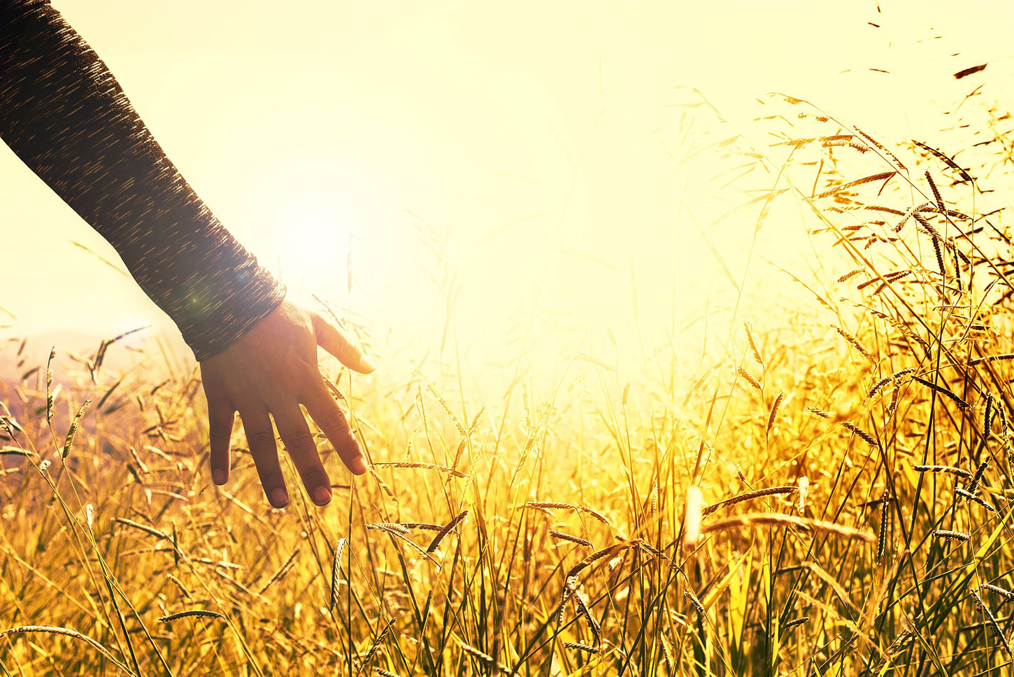 Hand touching high grass