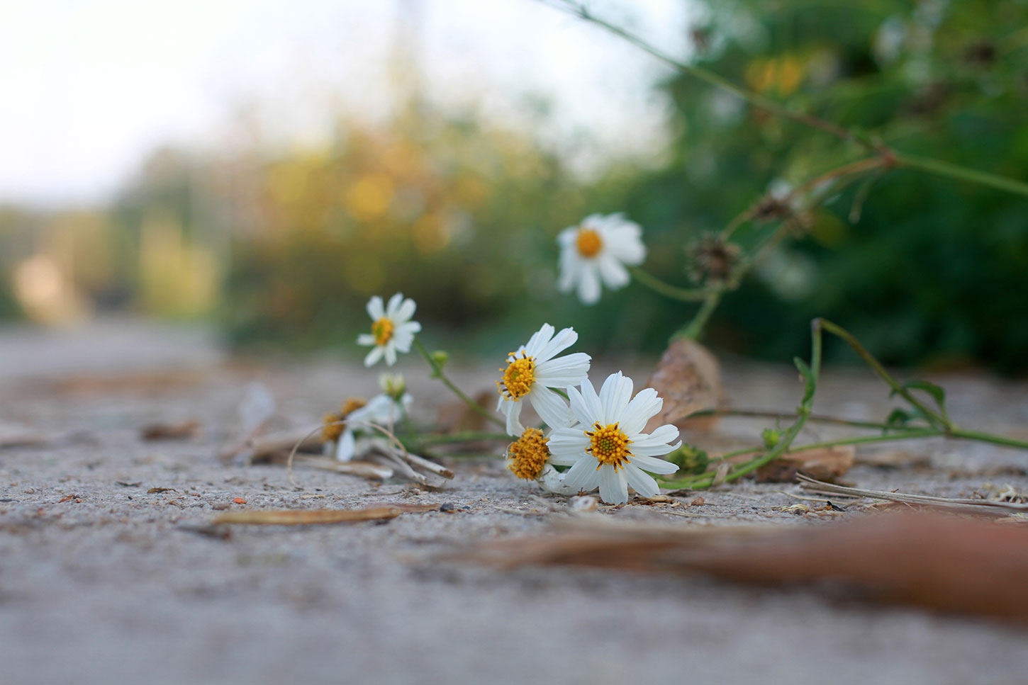Flower growing into alley from urban garden
