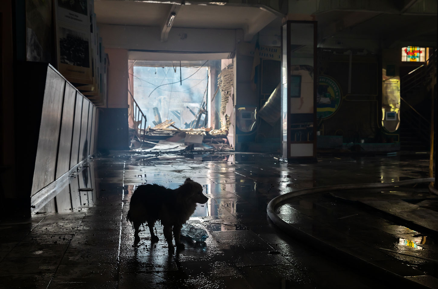Silhouette of dog in destroyed Ukrainian building