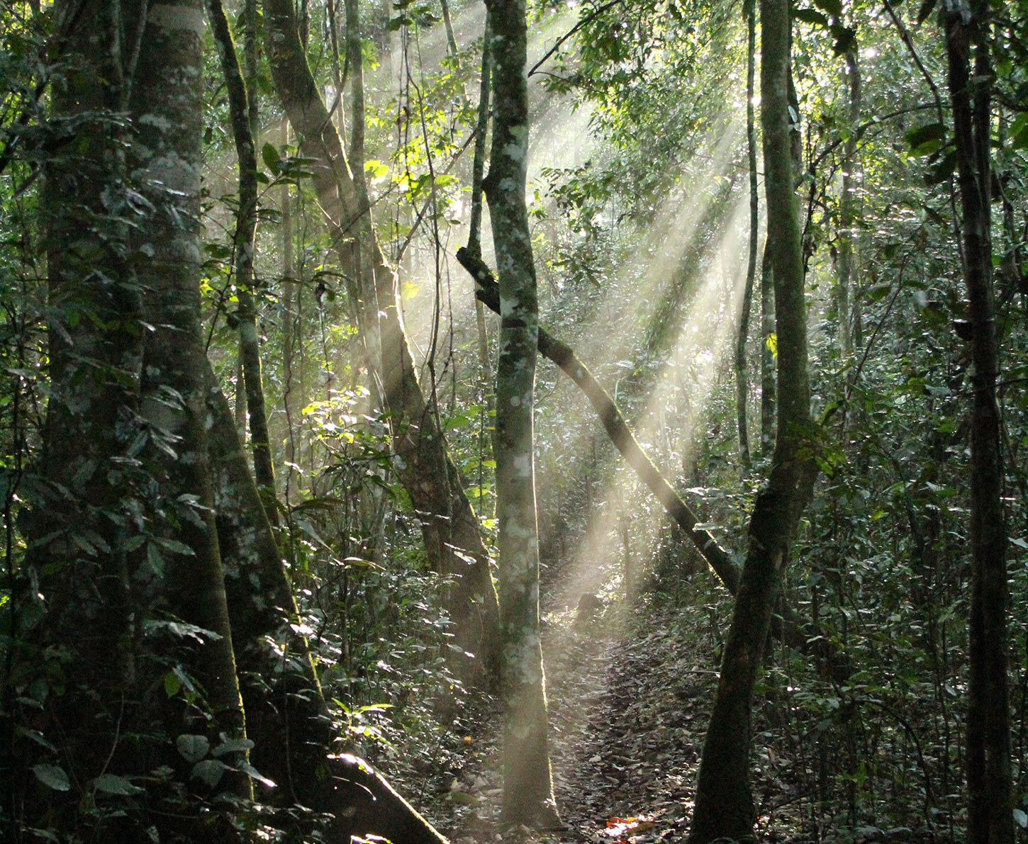 Morning light in forest