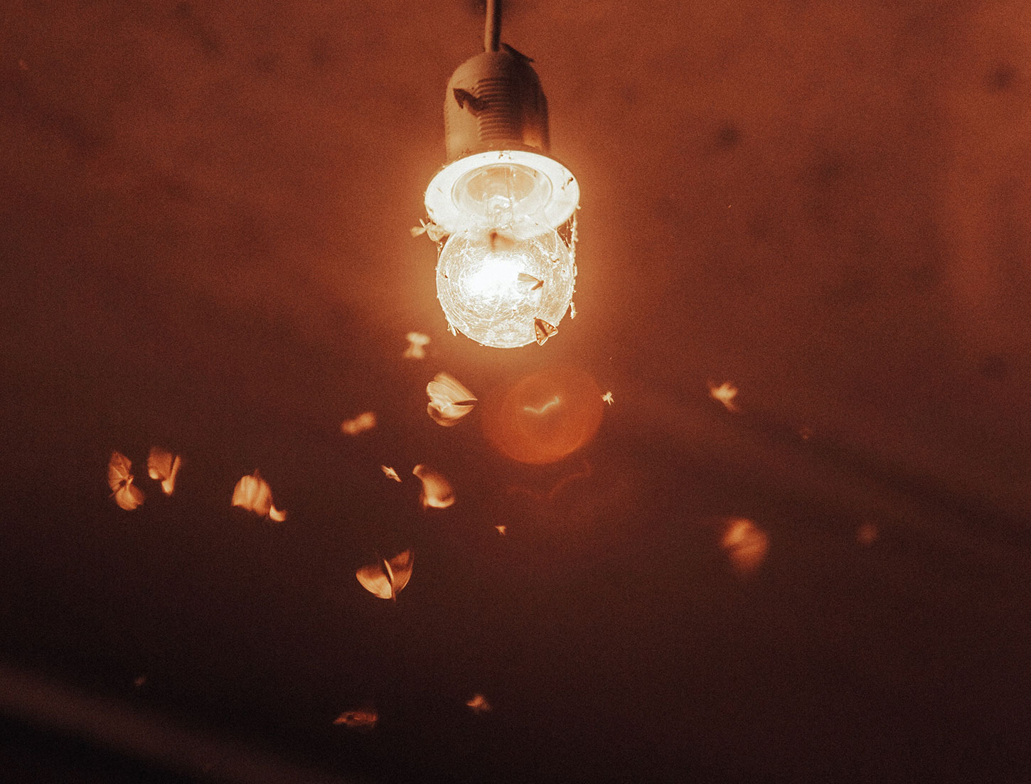 Moths around light