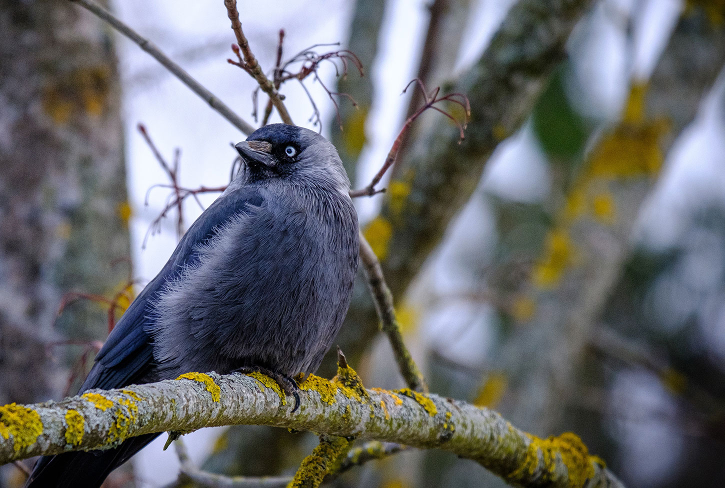 Jackdaw