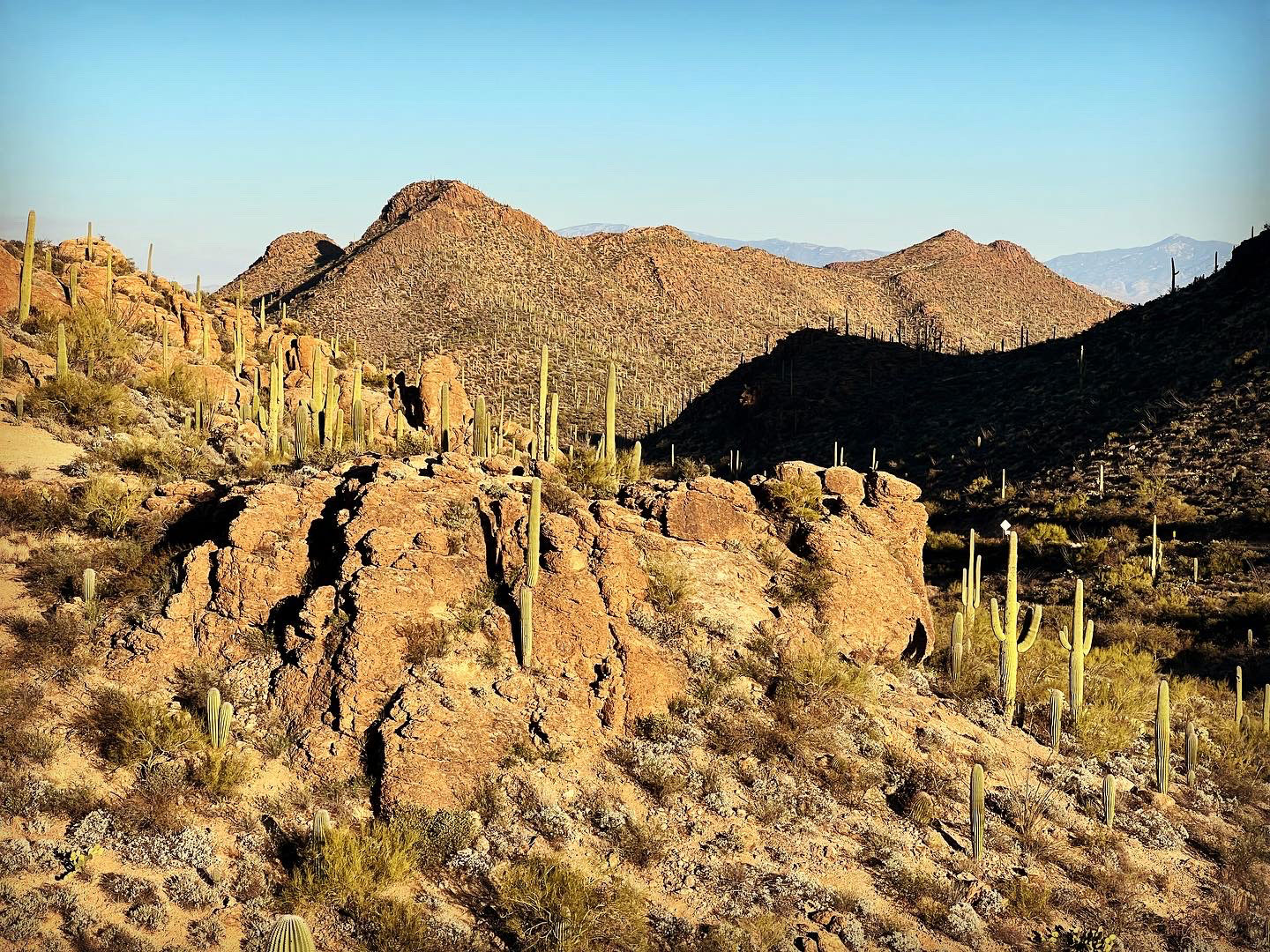 Sonoran Desert
