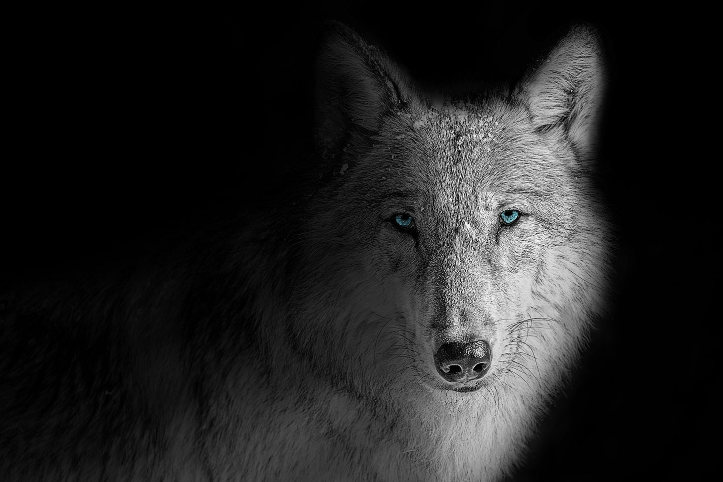 Wolf