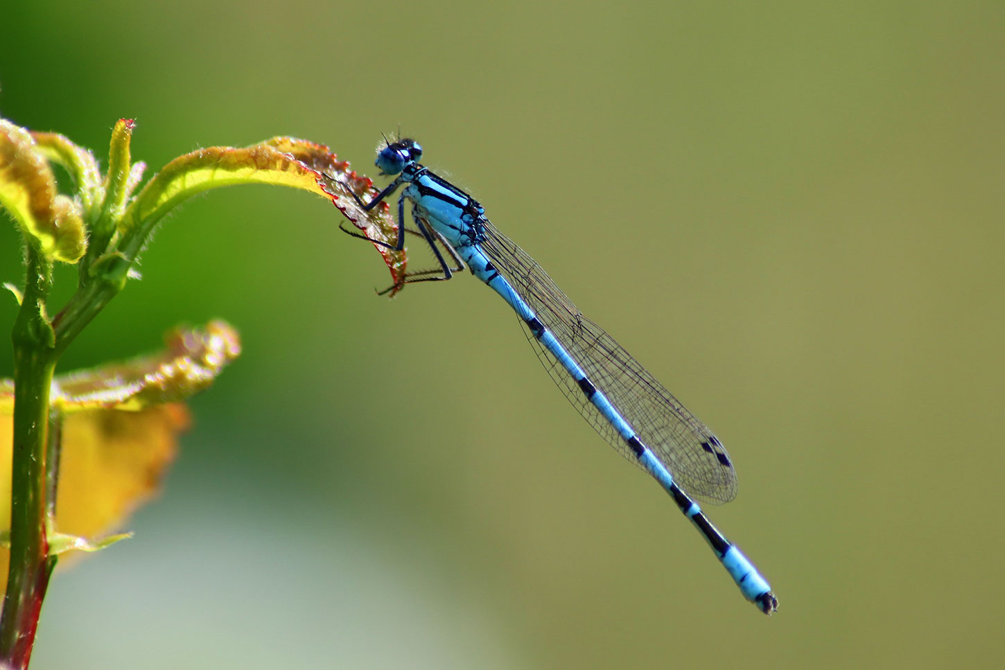 Blue dragonfly
