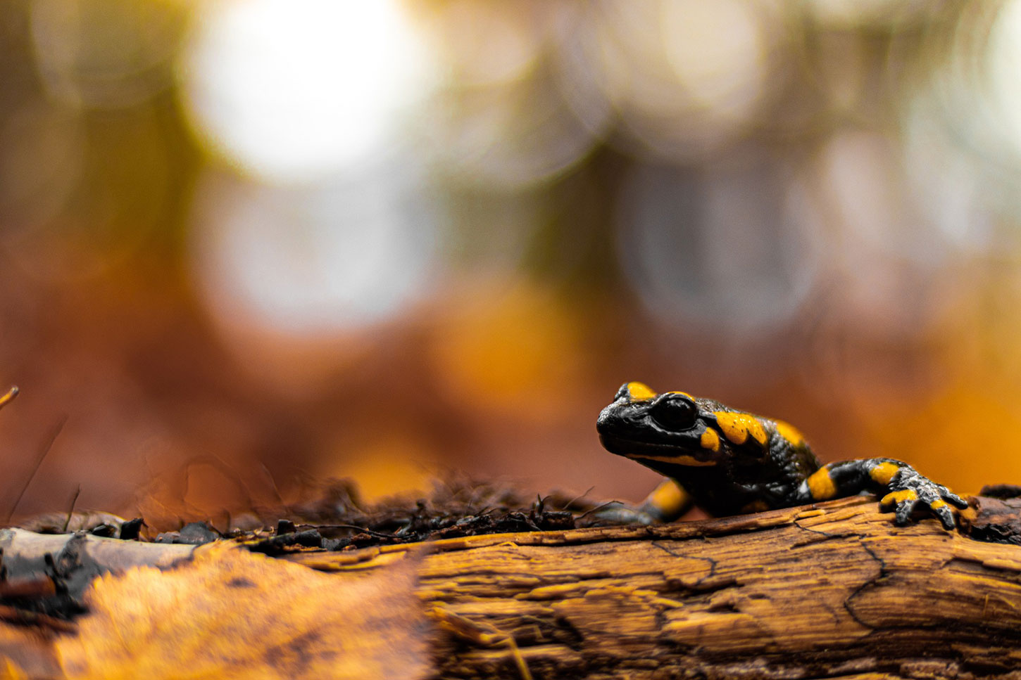 Fire salamander