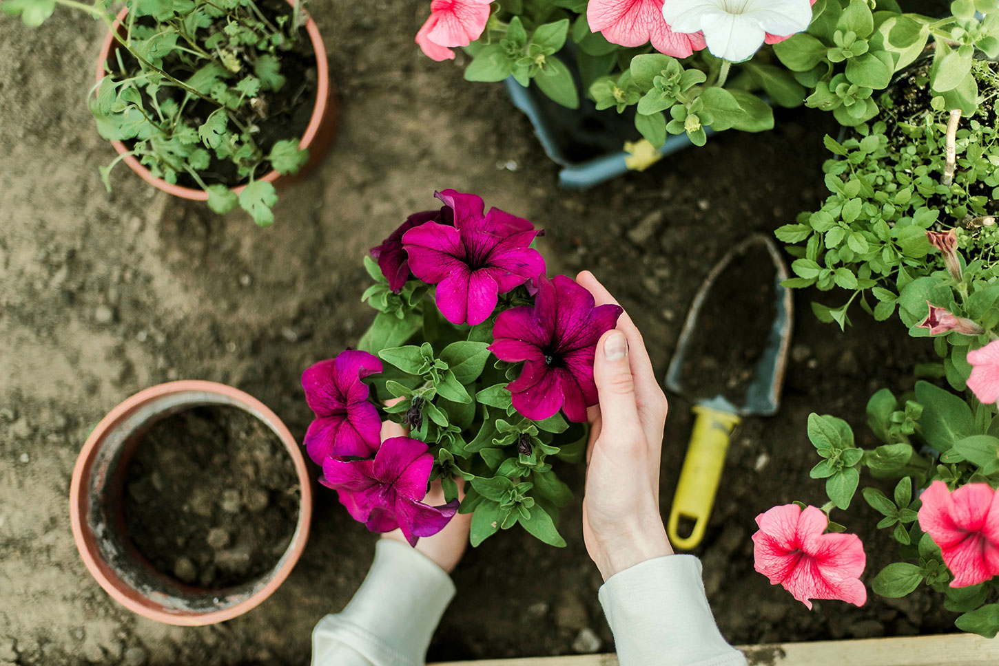 Planting flowers