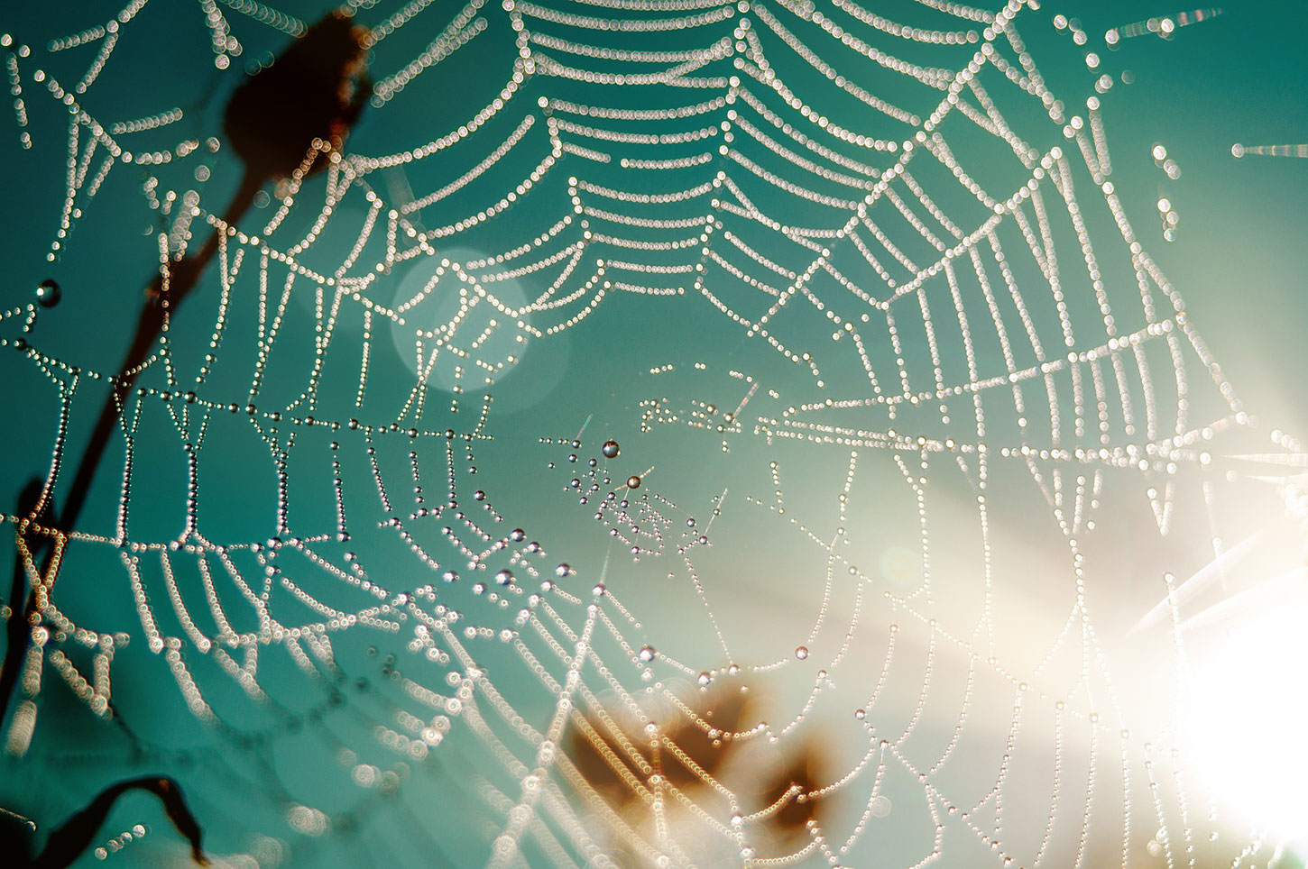 Spider web with sunlight