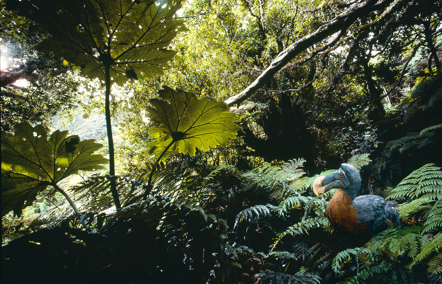 Dodo in jungle