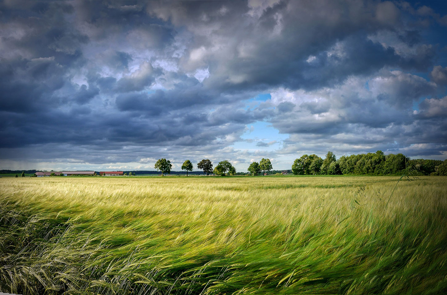 Windblown field and dramatic clouds