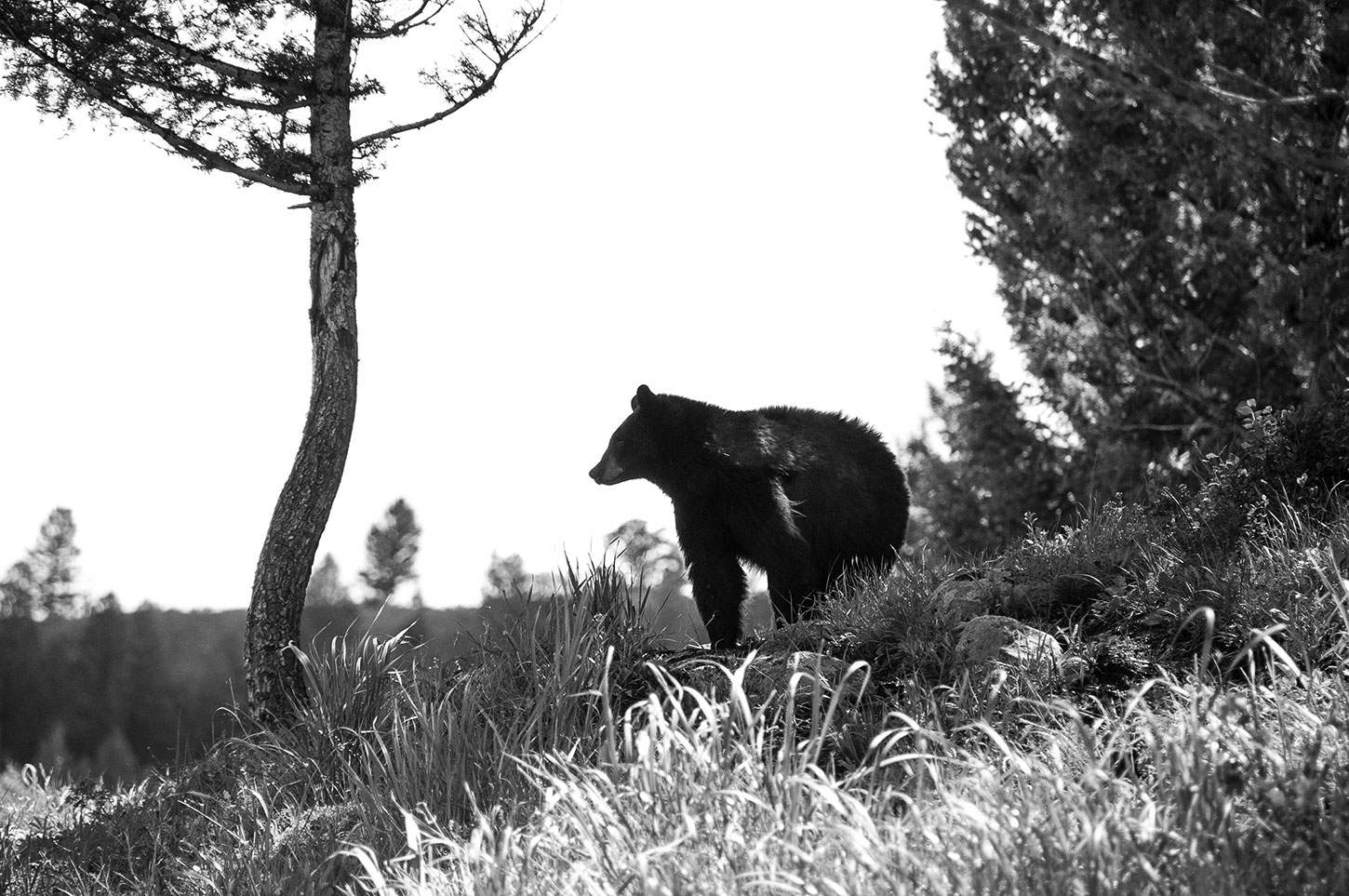 Black bear on edge of forest