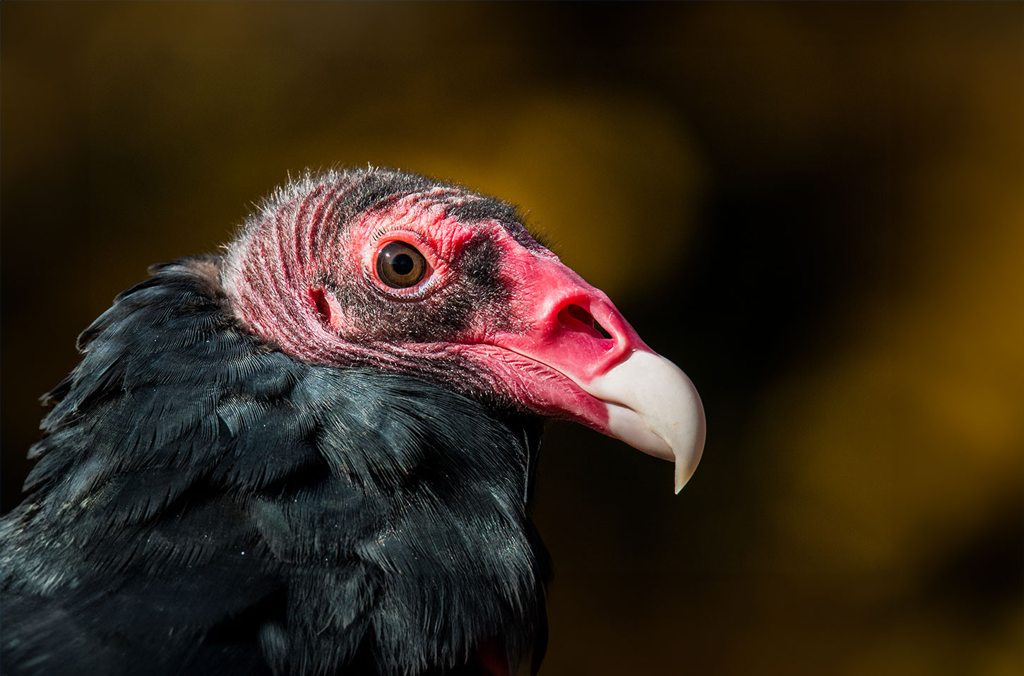 Turkey vulture