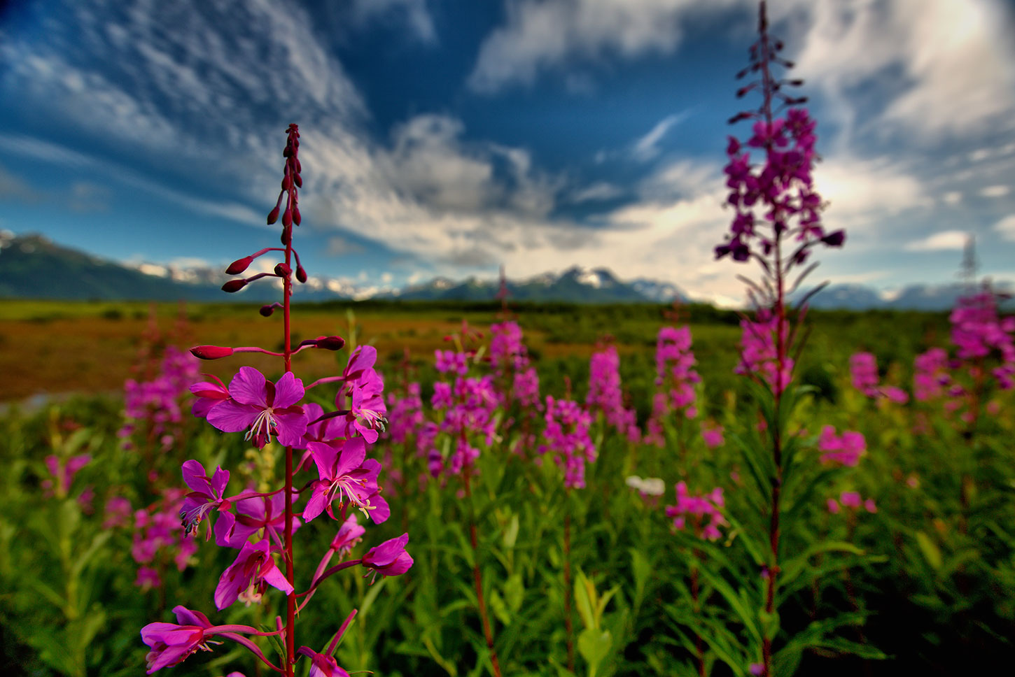 Fireweed, mountains, Alaska
