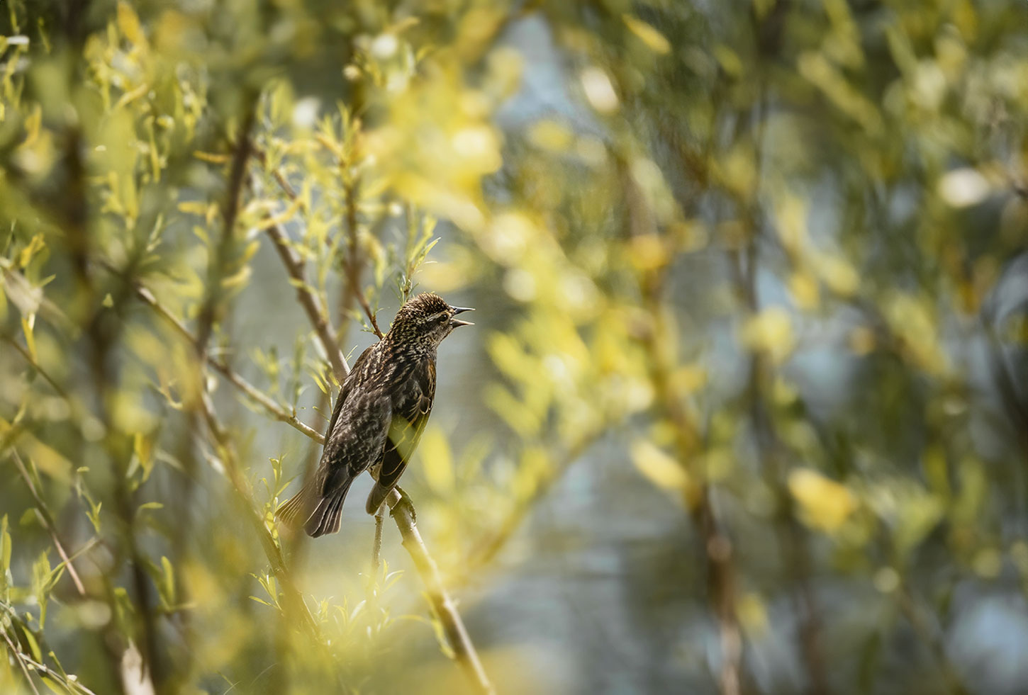 Singing sparrow