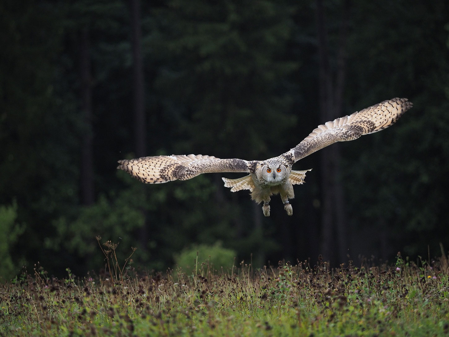 Owl in flight