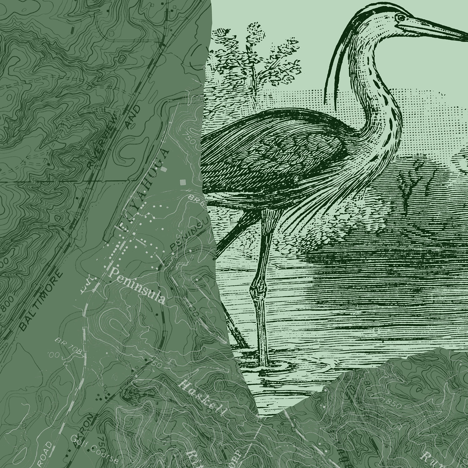 Great blue heron