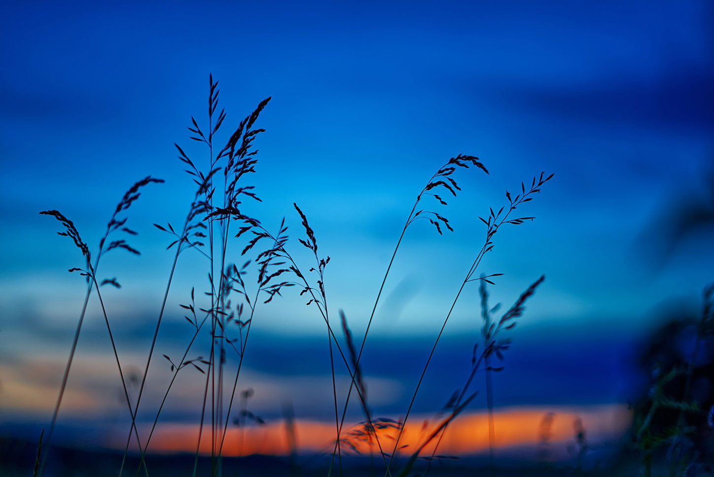 Field at dusk