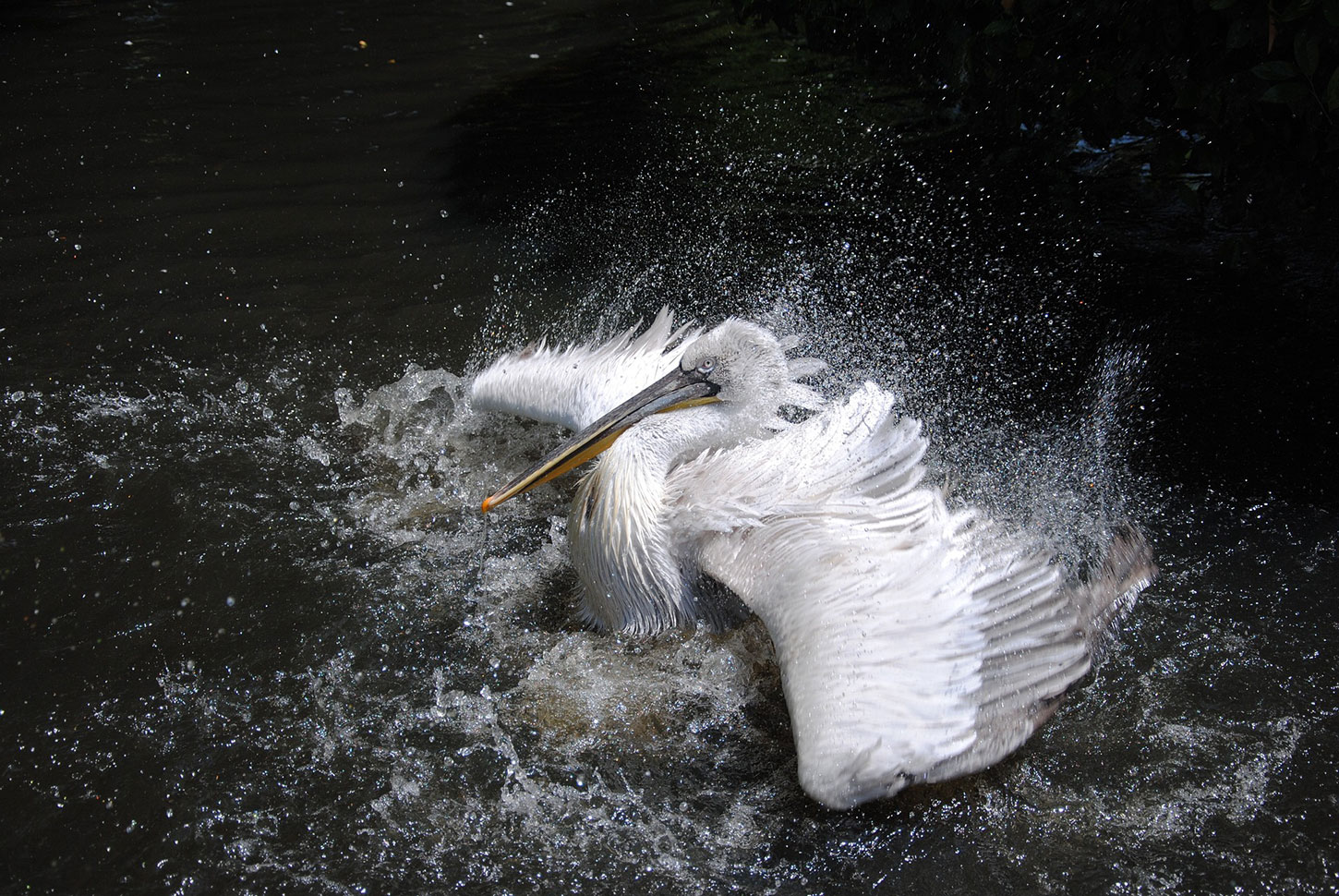 White pelican splashing in water