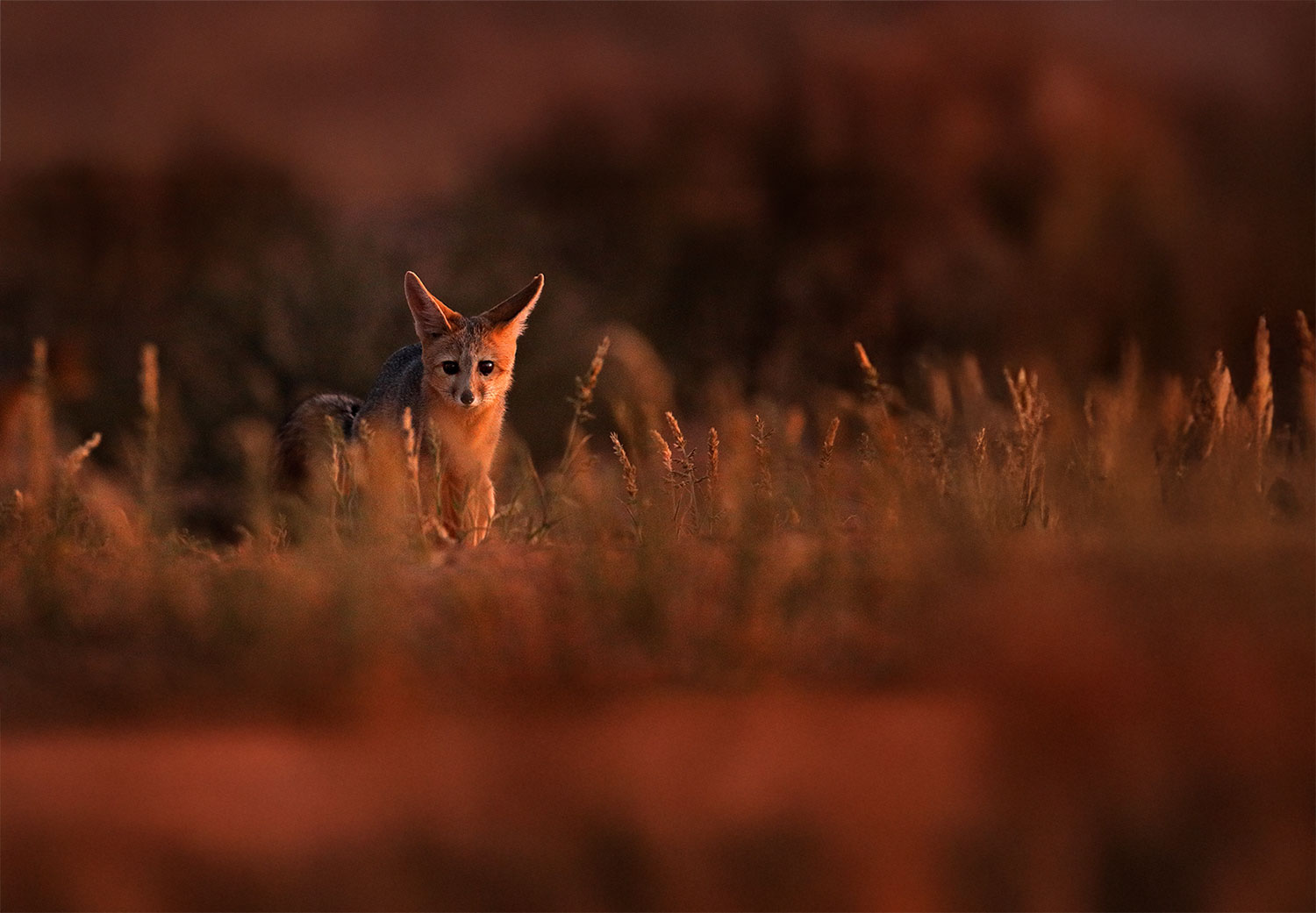 Desert fox in evening light