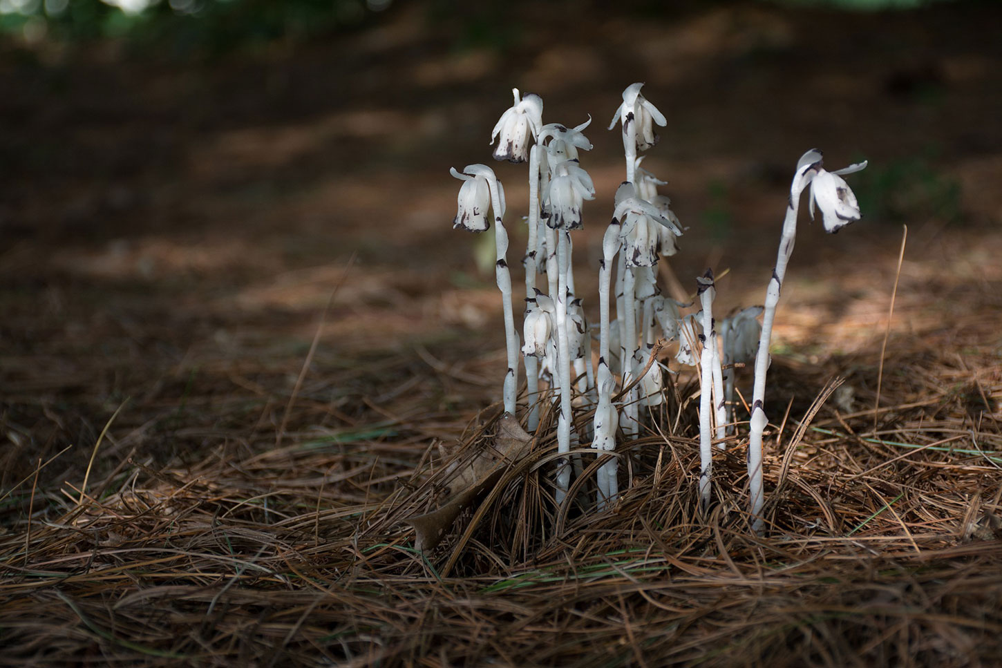 Ghost pipe mushrooms