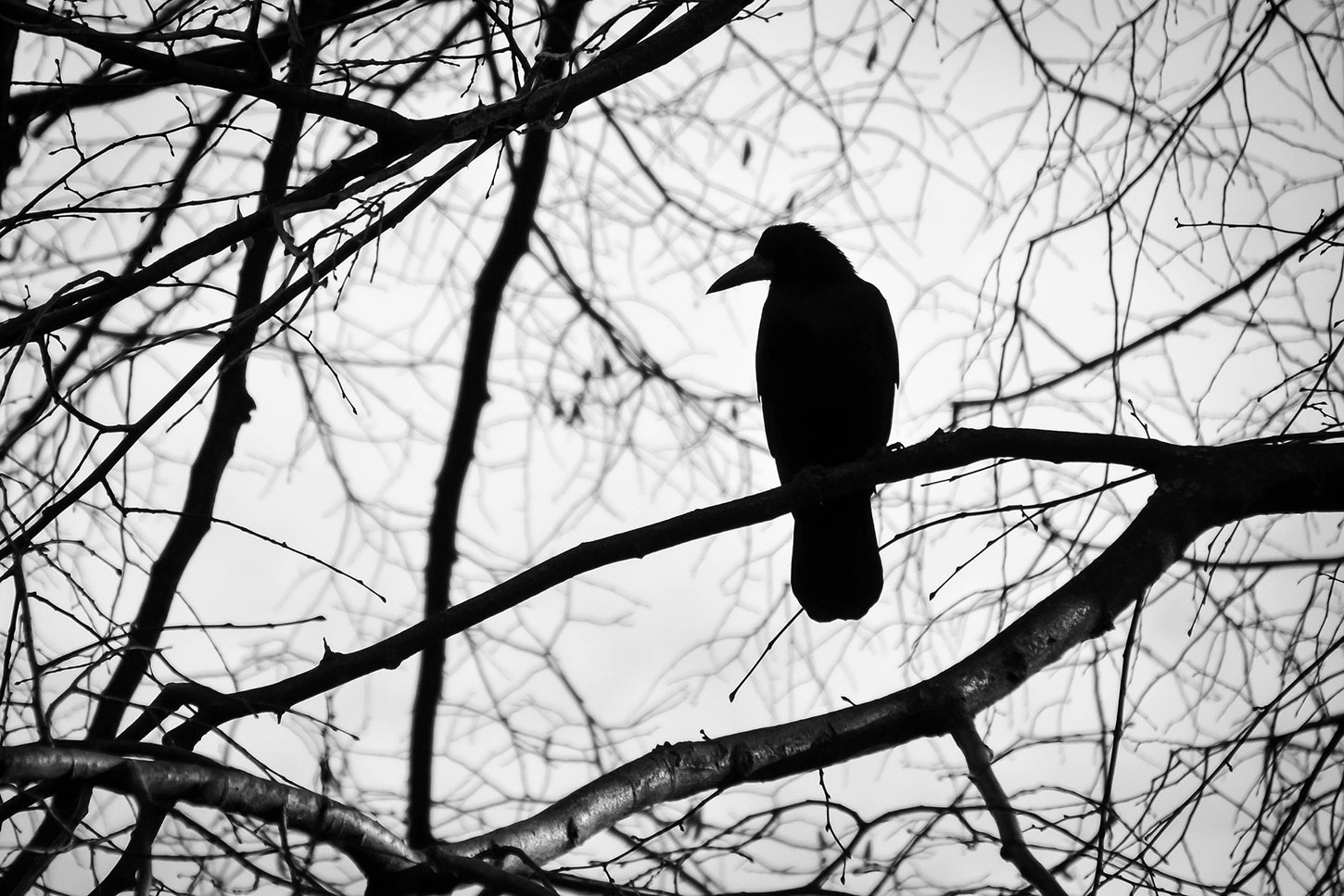 Silhouette of raven in tree
