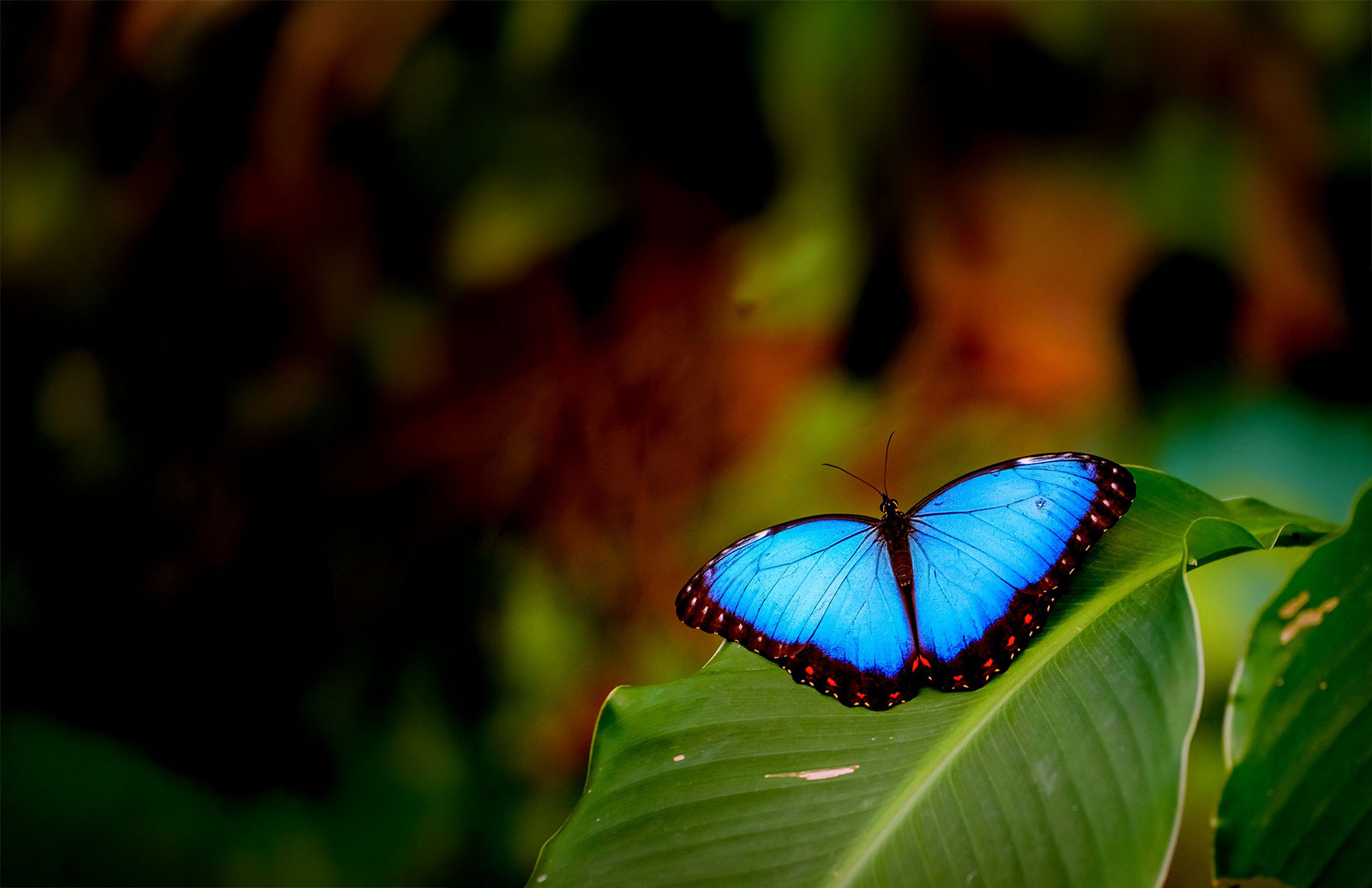 Blue butterfly