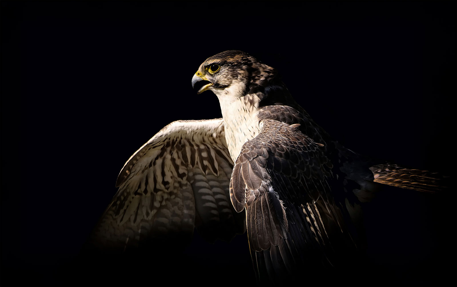 Falcon flying against black background