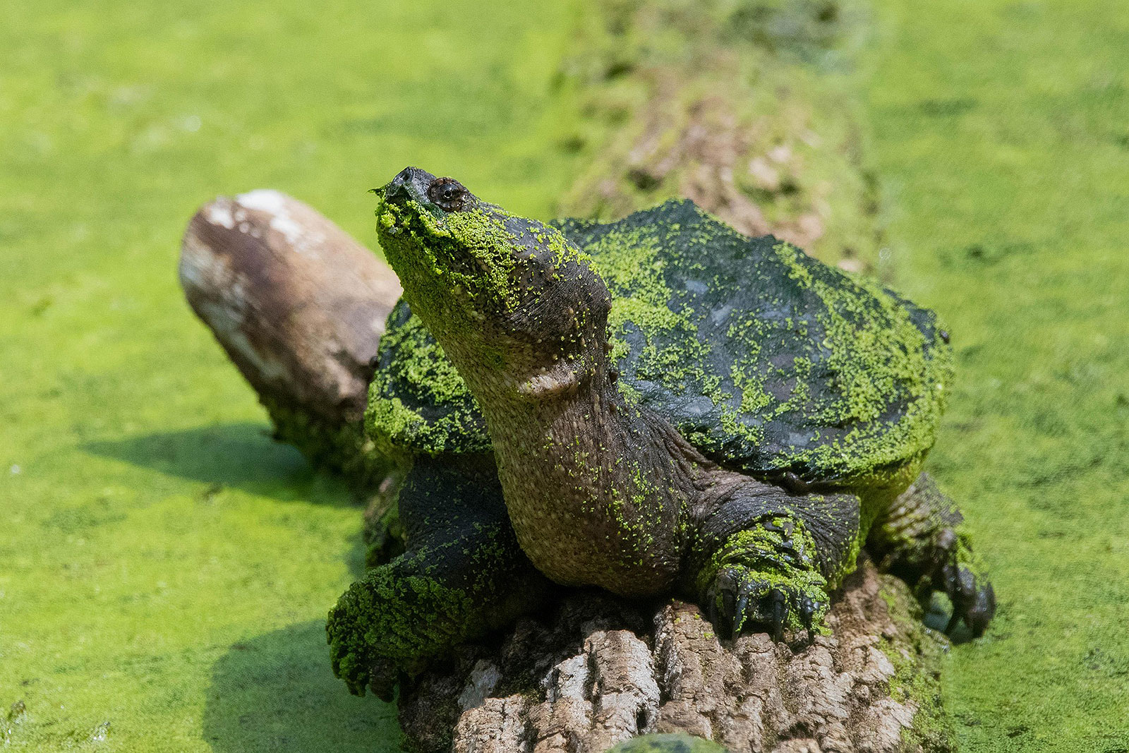 Snapping turtle
