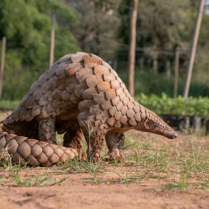 Pangolin
