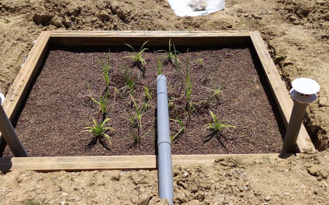 Qu’est-ce que la phytoépuration ?