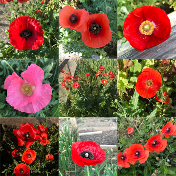 Poppies in the garden, 2020